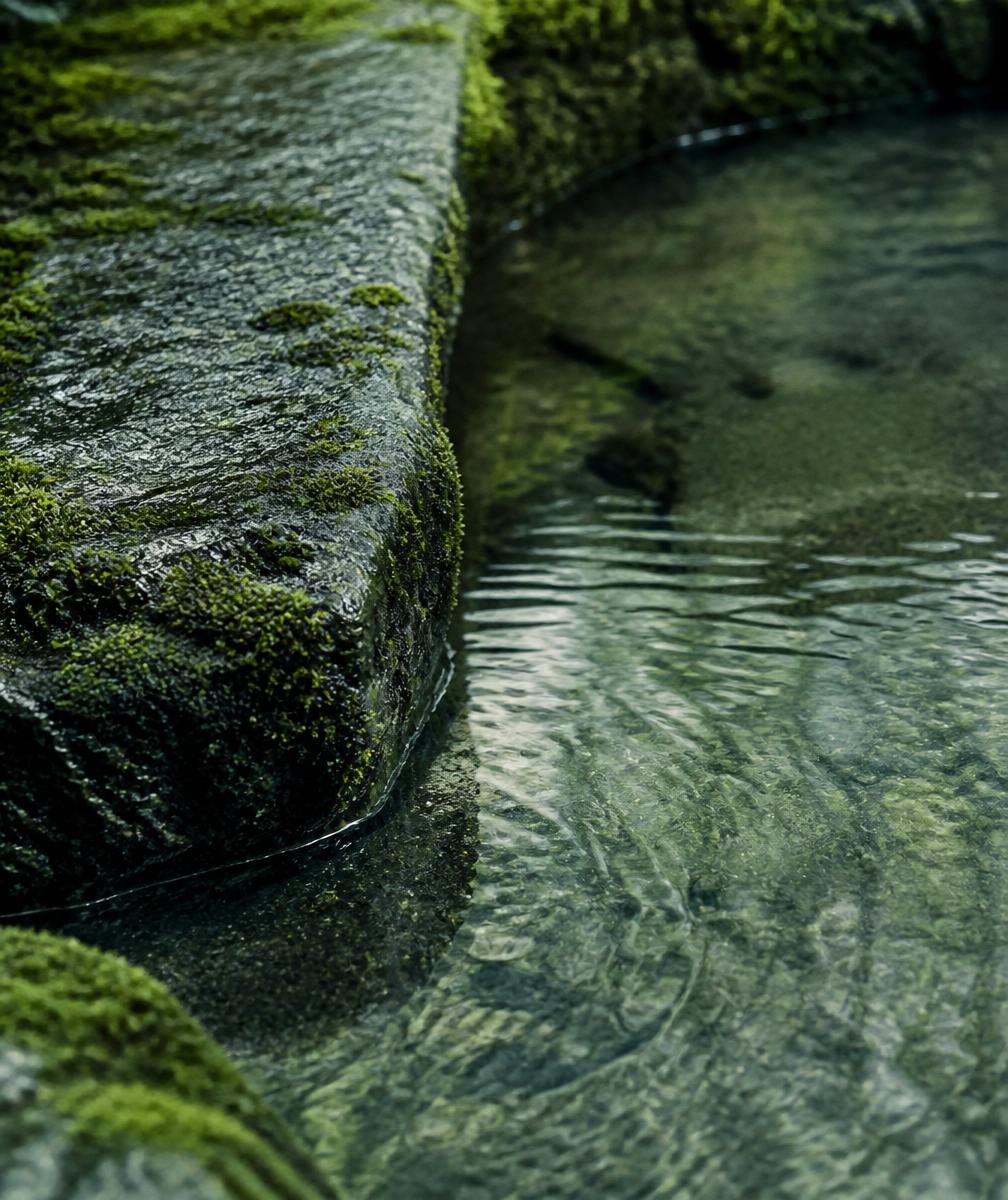 Moss and water detail study